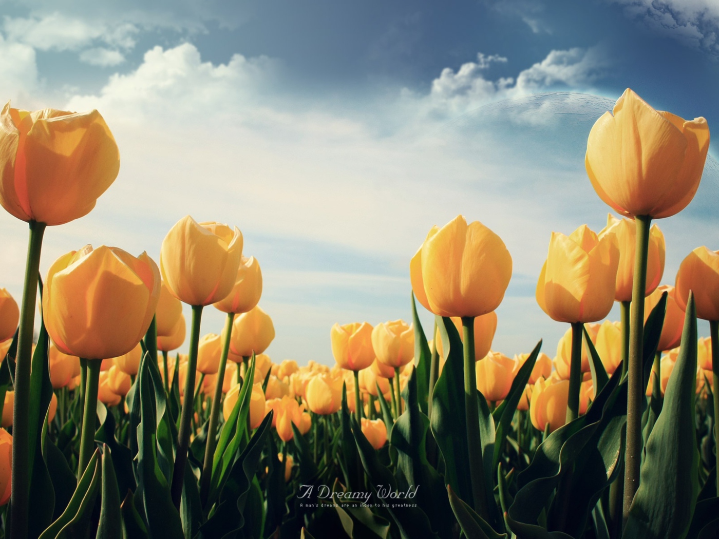 Sfondi Yellow Tulips 1400x1050