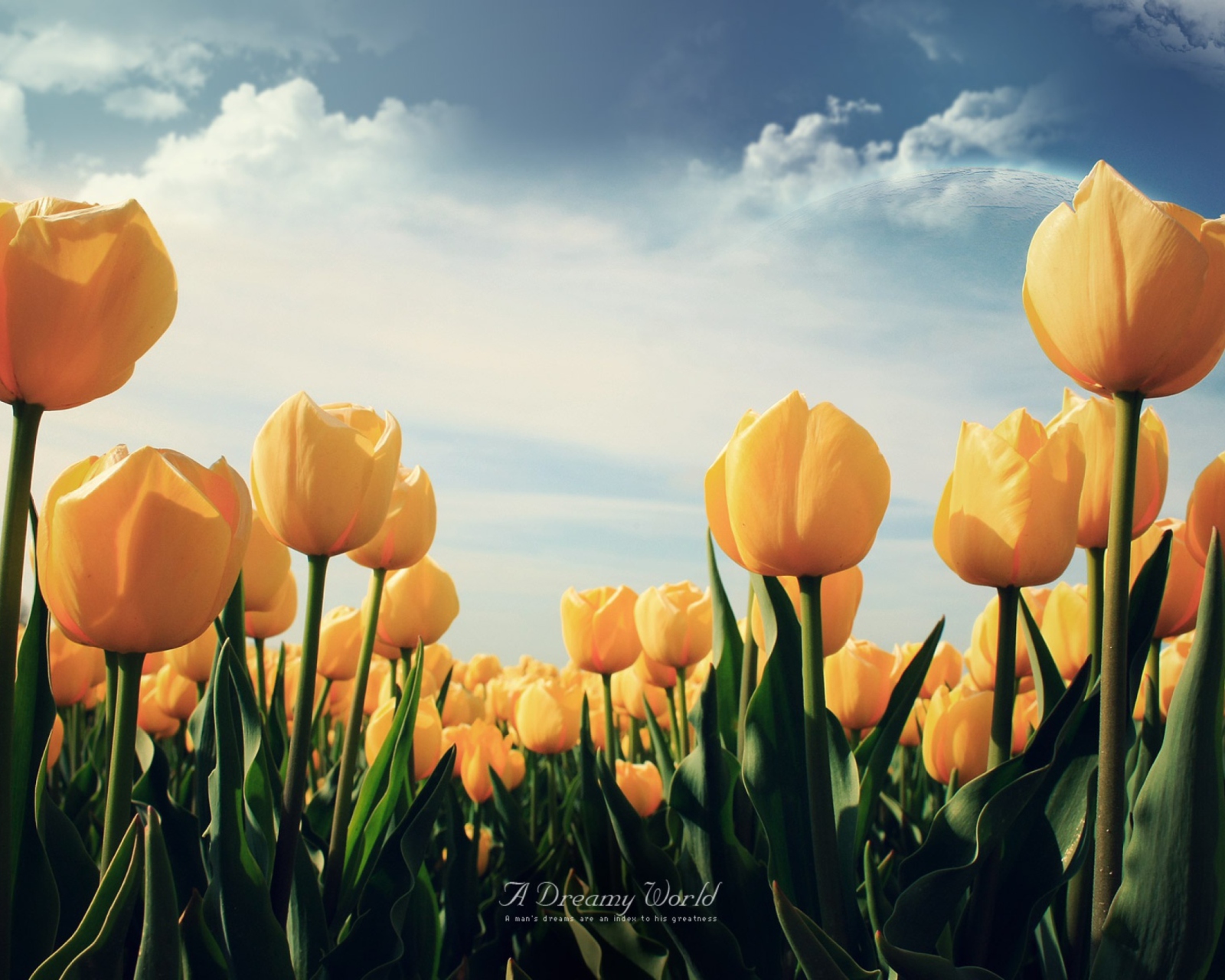 Fondo de pantalla Yellow Tulips 1600x1280