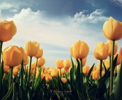 Yellow Tulips screenshot #1 176x144