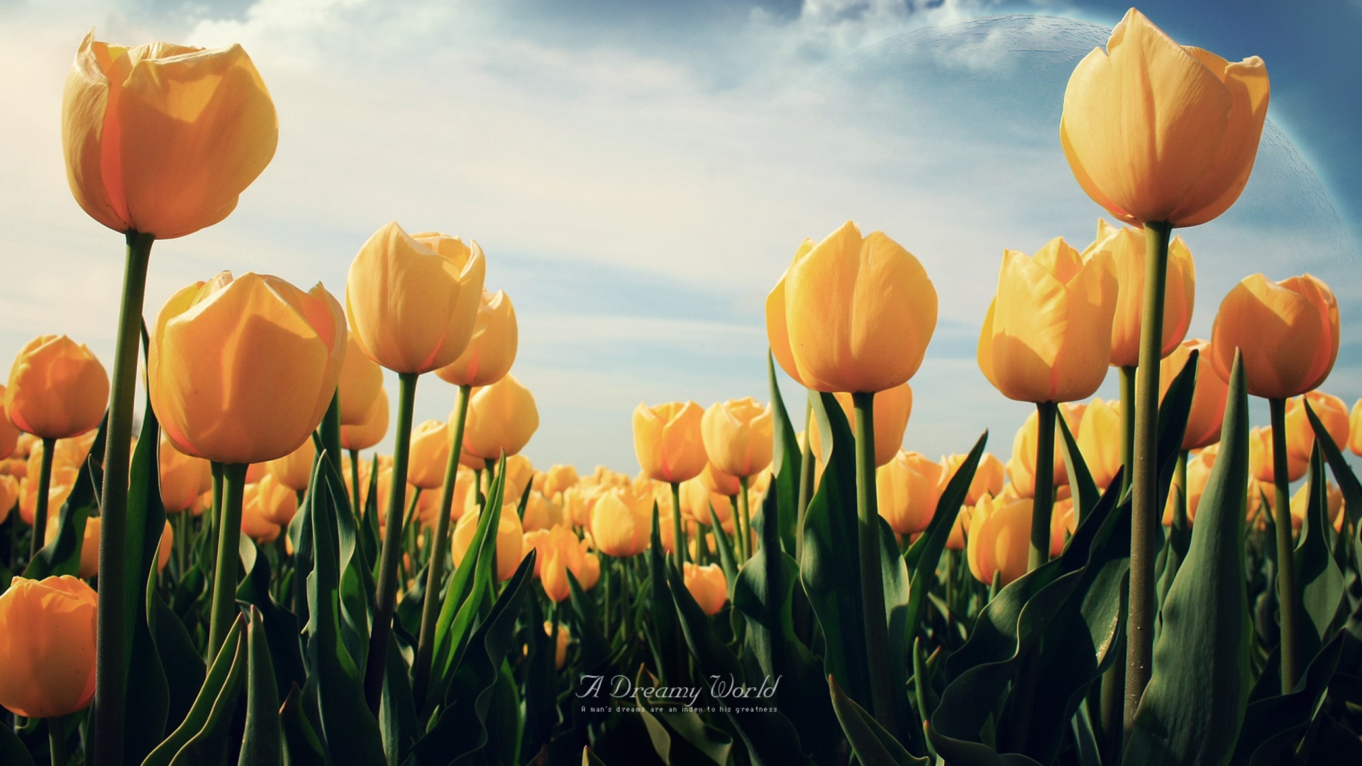 Fondo de pantalla Yellow Tulips 1920x1080