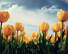 Yellow Tulips wallpaper 220x176