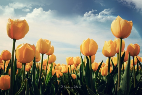 Yellow Tulips wallpaper 480x320
