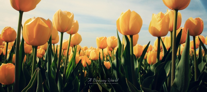 Screenshot №1 pro téma Yellow Tulips 720x320
