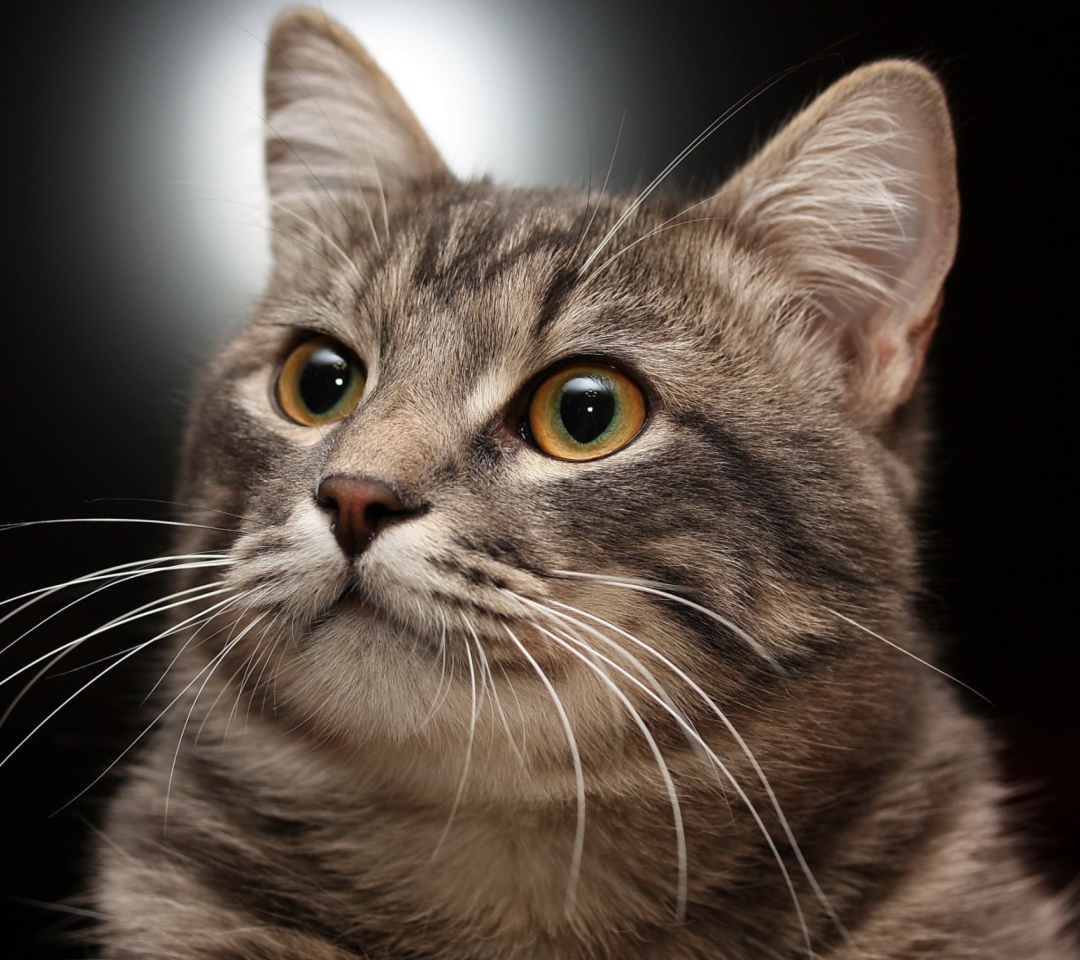 Das Lovely Kitten Wallpaper 1080x960