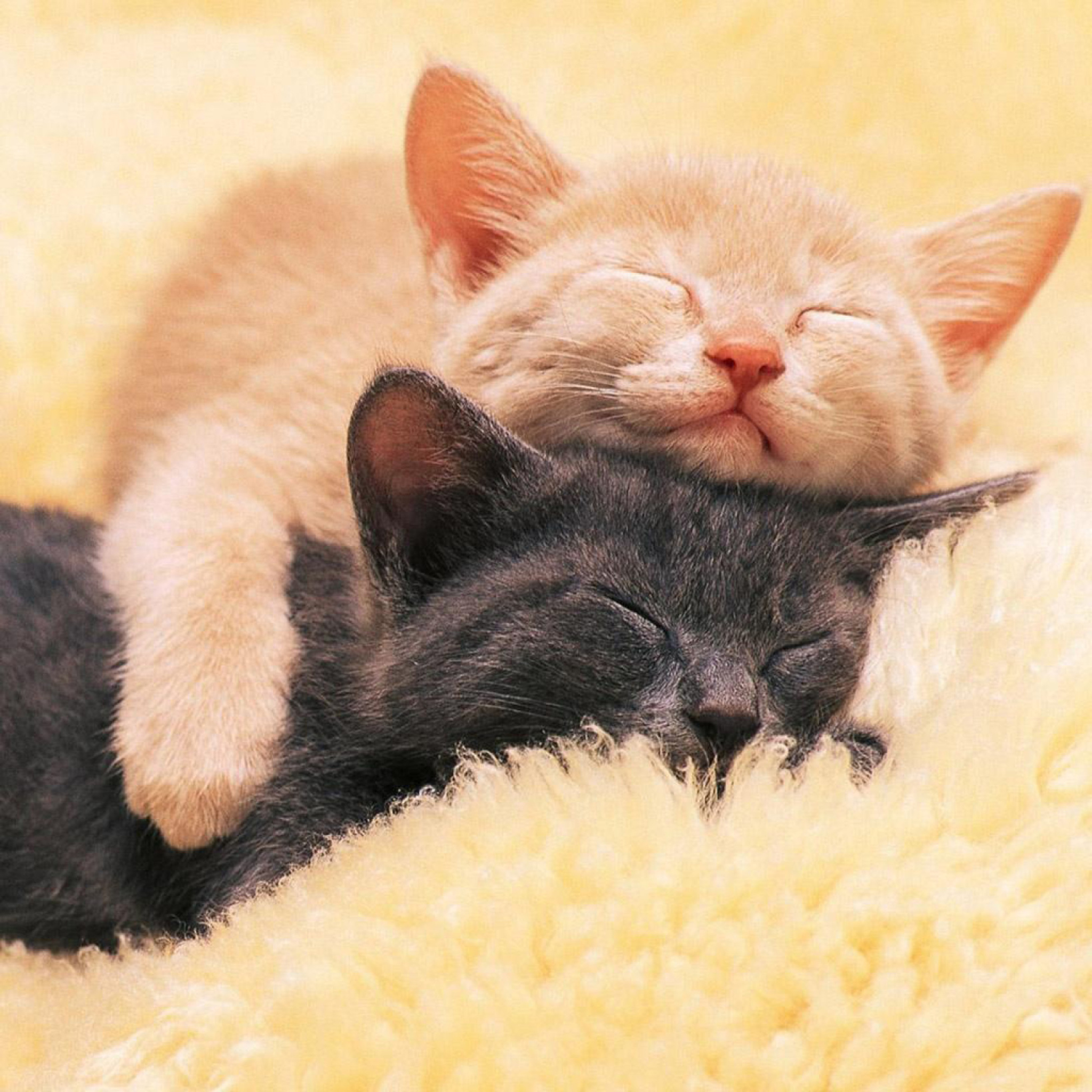 Друг кисы. Котики обнимаются. Кошечки обнимаются. Спокойной ночи кошки в обнимку. Кошки любовь.
