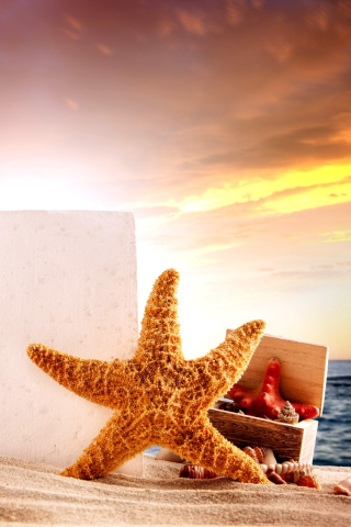 Seashell and Starfish Coastal Decor wallpaper 320x480