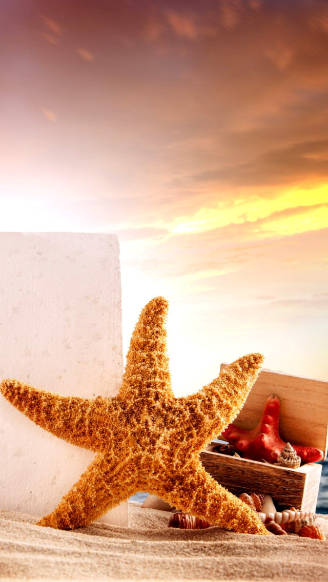 Fondo de pantalla Seashell and Starfish Coastal Decor 640x1136