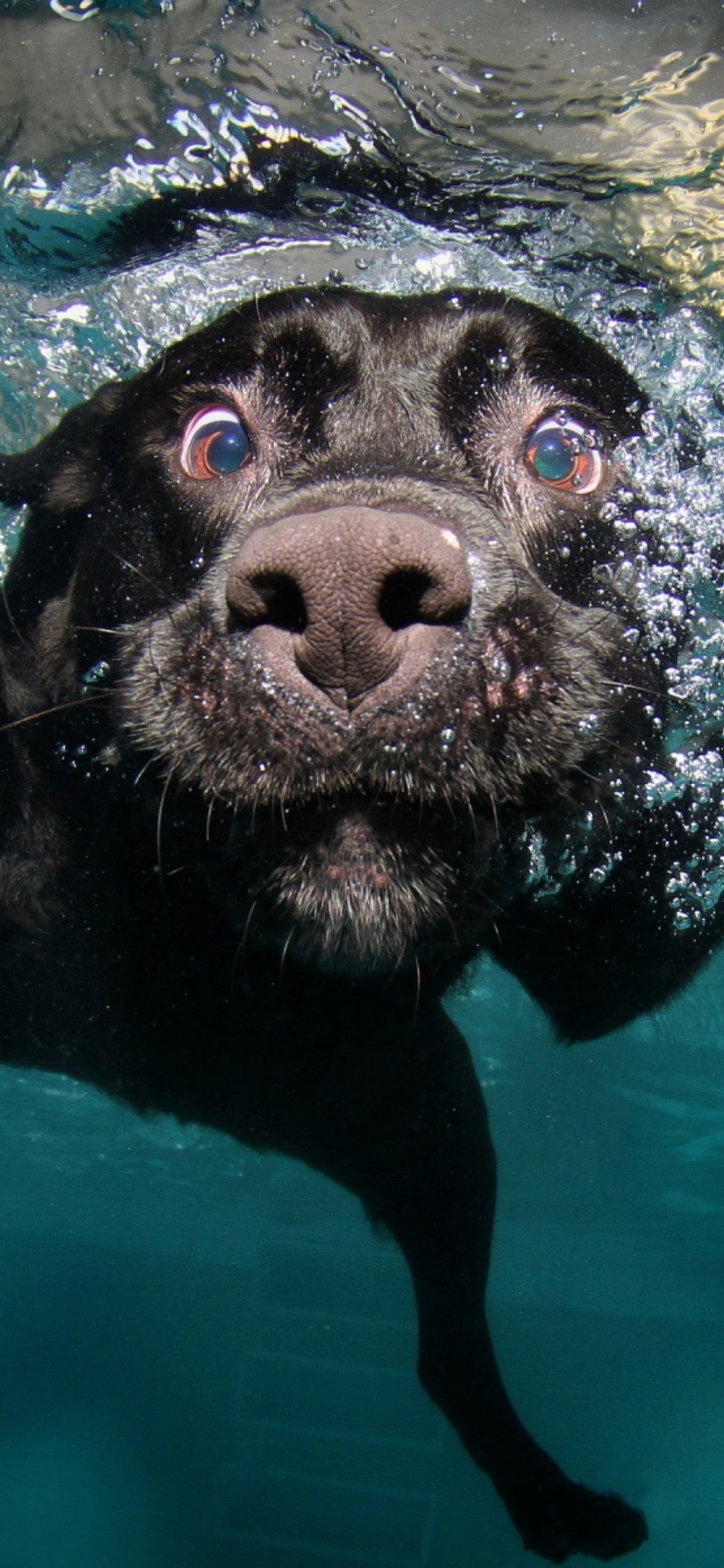 Sfondi Dog Swimming 1170x2532