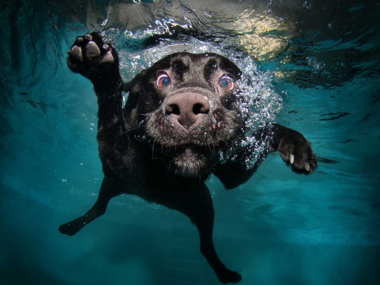 Das Dog Swimming Wallpaper 1280x960