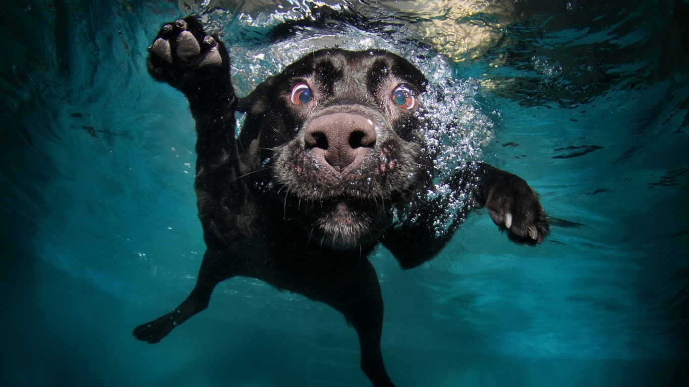 Обои Dog Swimming 1366x768