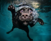 Fondo de pantalla Dog Swimming 176x144