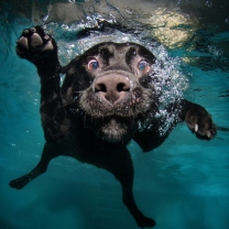 Das Dog Swimming Wallpaper 208x208