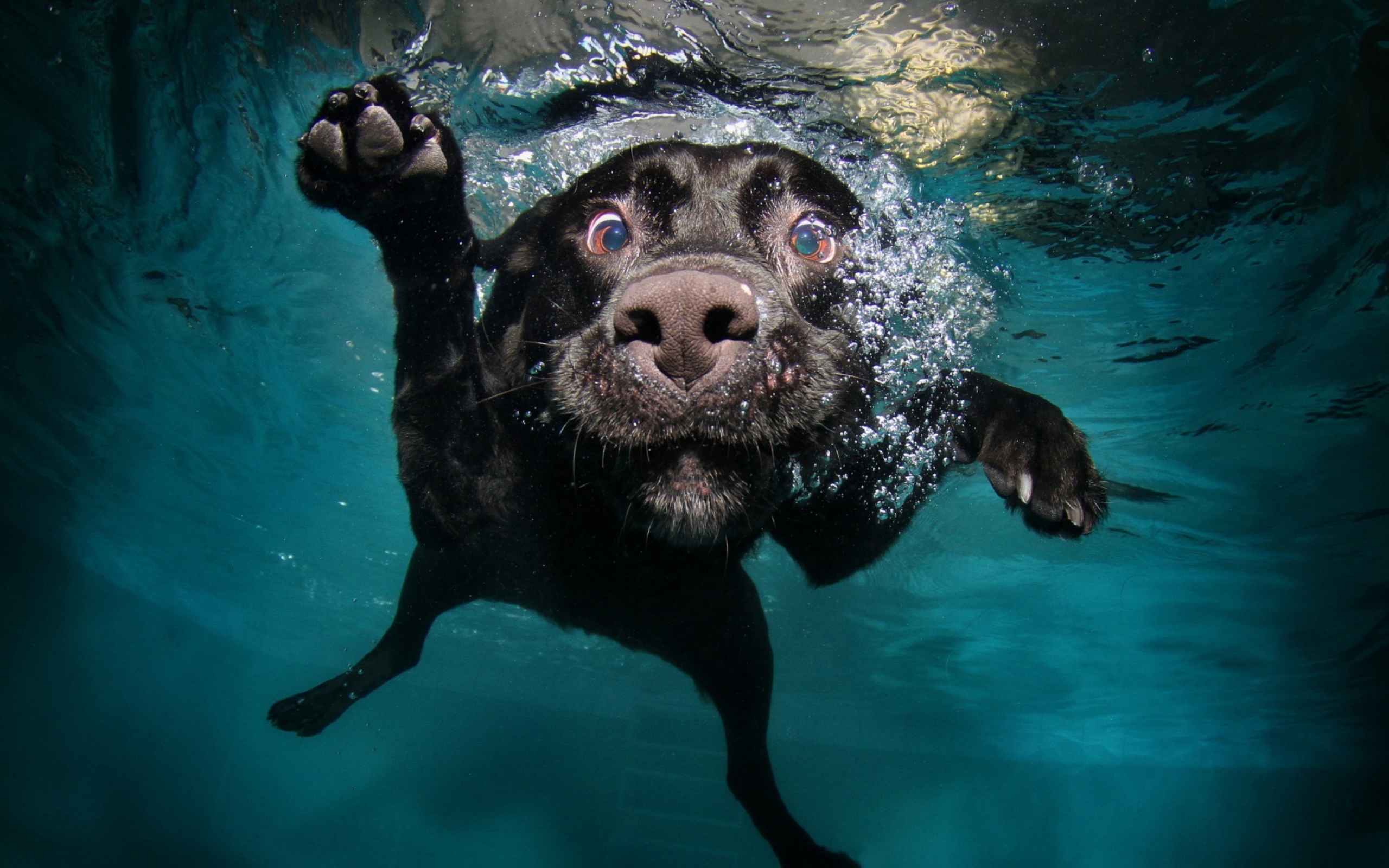 Das Dog Swimming Wallpaper 2560x1600