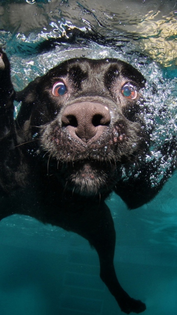 Das Dog Swimming Wallpaper 360x640