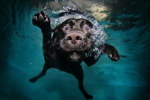 Обои Dog Swimming 480x320