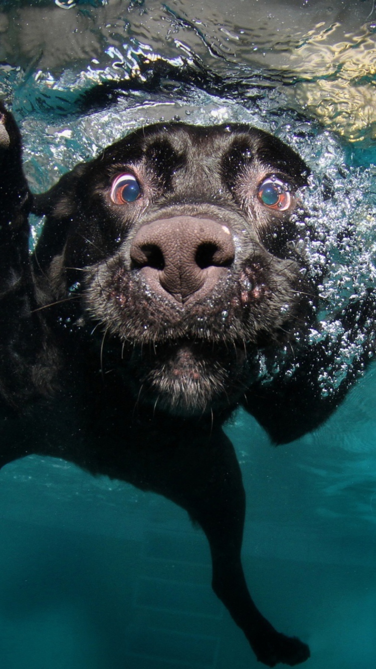 Sfondi Dog Swimming 750x1334