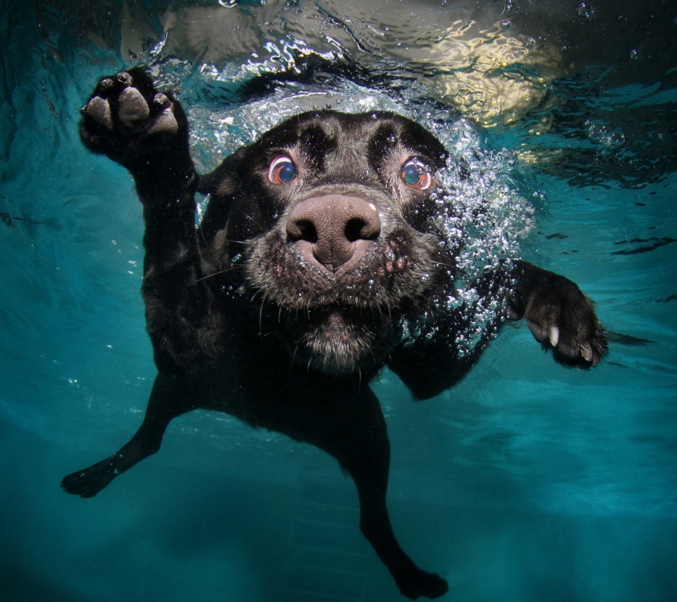 Das Dog Swimming Wallpaper 960x854