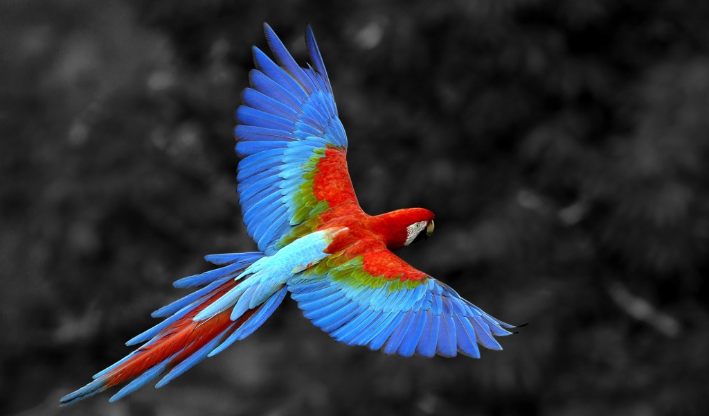 Fondo de pantalla Macaw Parrot 1024x600