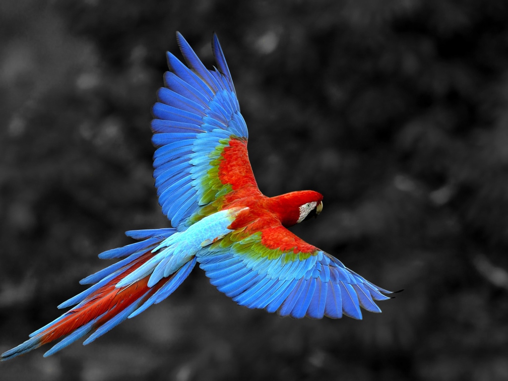 Обои Macaw Parrot 1024x768