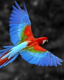 Screenshot №1 pro téma Macaw Parrot 128x160