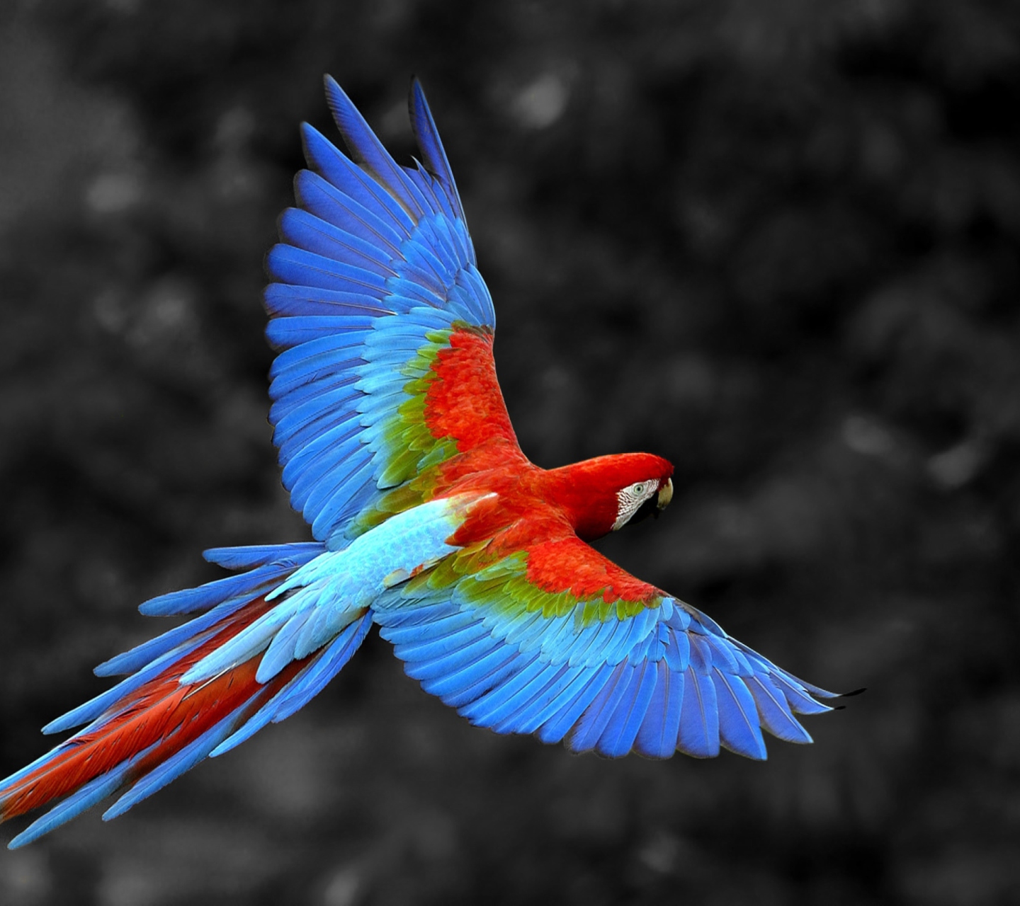 Обои Macaw Parrot 1440x1280