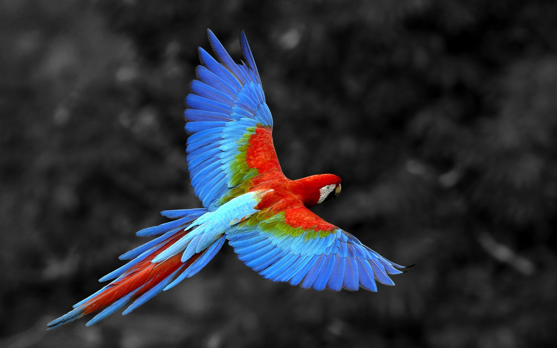 Macaw Parrot wallpaper 1920x1200