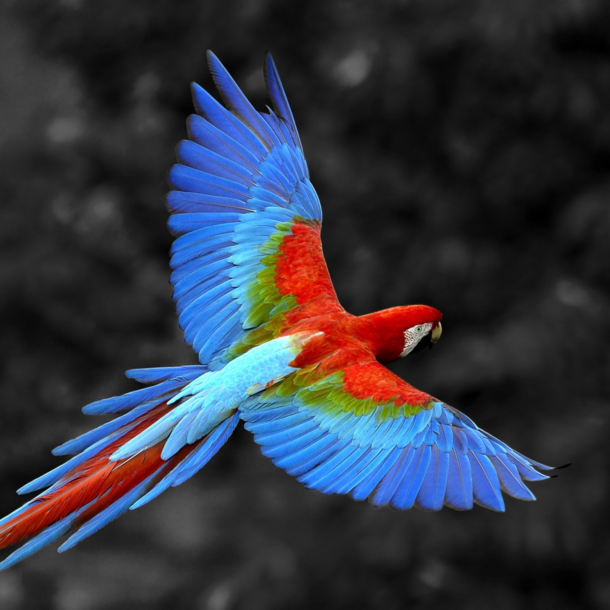 Fondo de pantalla Macaw Parrot 2048x2048