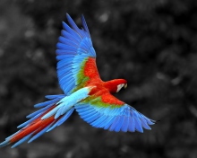 Fondo de pantalla Macaw Parrot 220x176