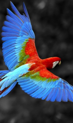 Обои Macaw Parrot 240x400