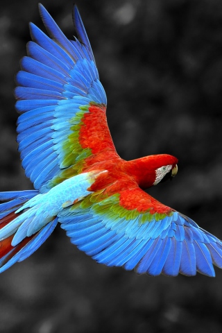 Fondo de pantalla Macaw Parrot 320x480