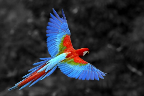 Обои Macaw Parrot 480x320