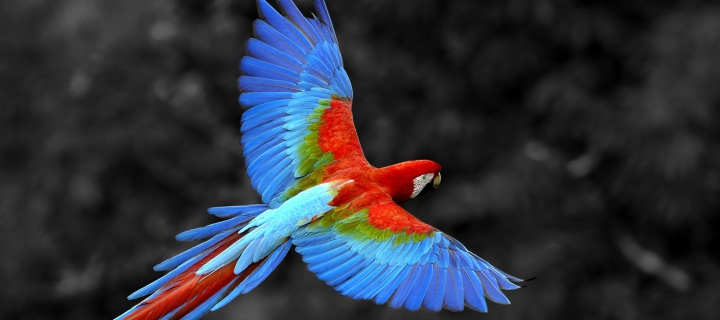 Fondo de pantalla Macaw Parrot 720x320