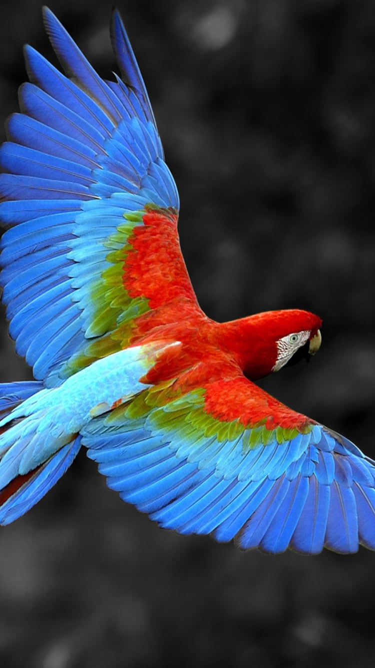 Fondo de pantalla Macaw Parrot 750x1334