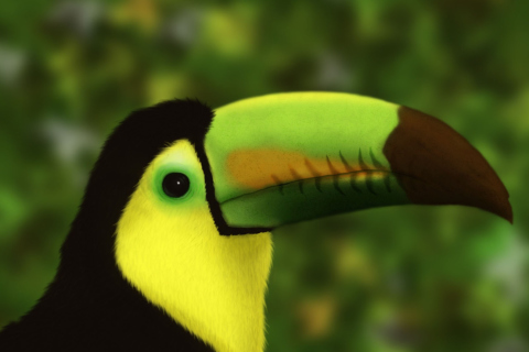 Toucan wallpaper 480x320