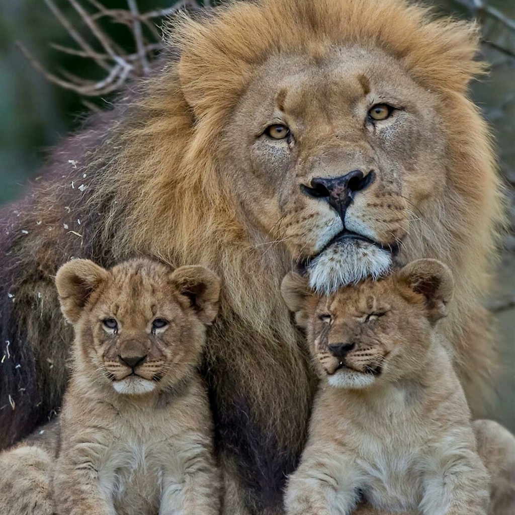 Das Lion Family Wallpaper 1024x1024