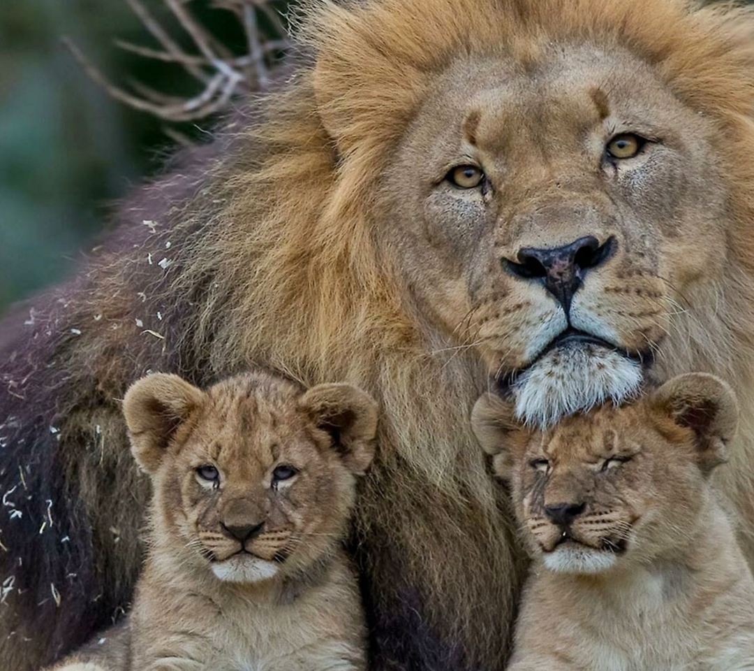 Sfondi Lion Family 1080x960