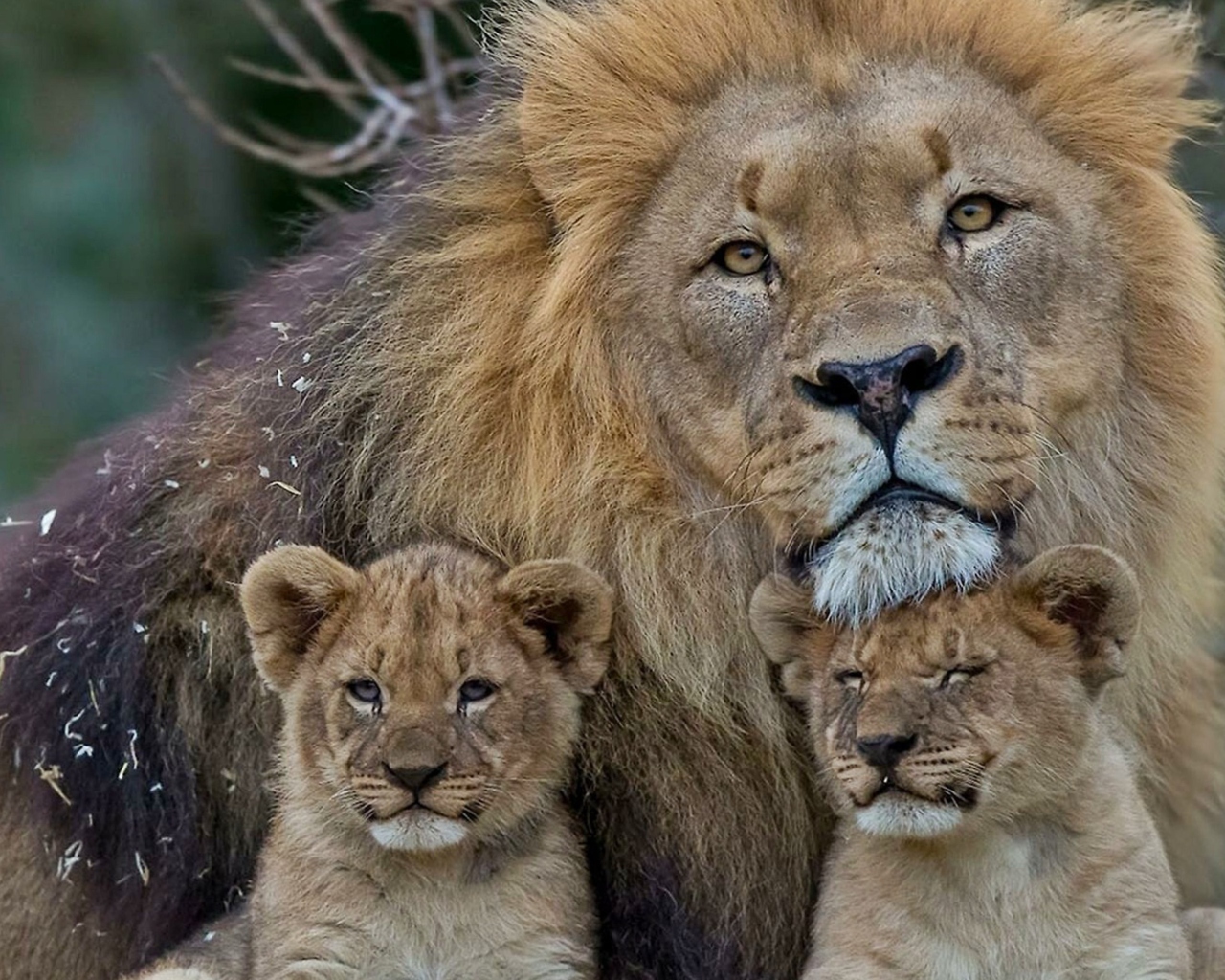 Das Lion Family Wallpaper 1280x1024