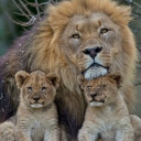 Das Lion Family Wallpaper 128x128