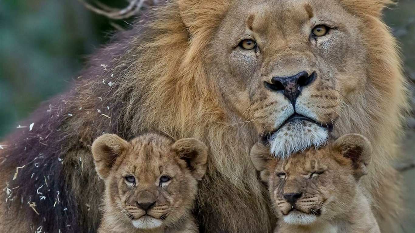 Sfondi Lion Family 1366x768