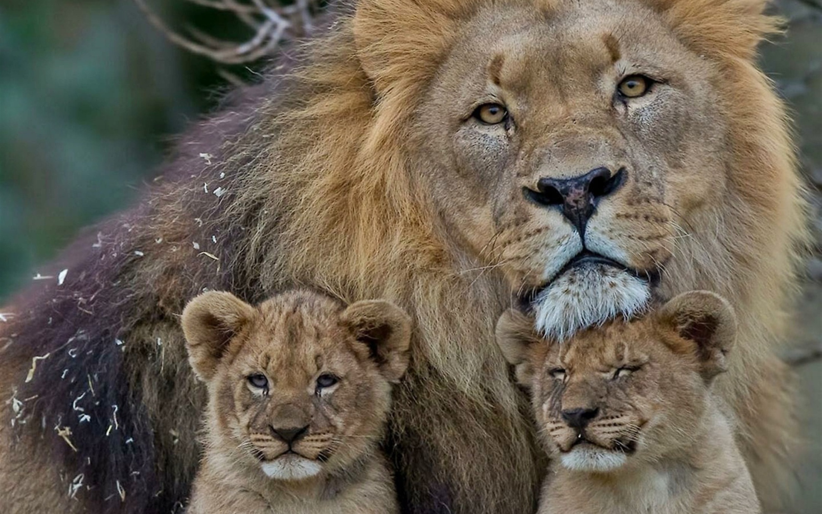 Das Lion Family Wallpaper 1680x1050