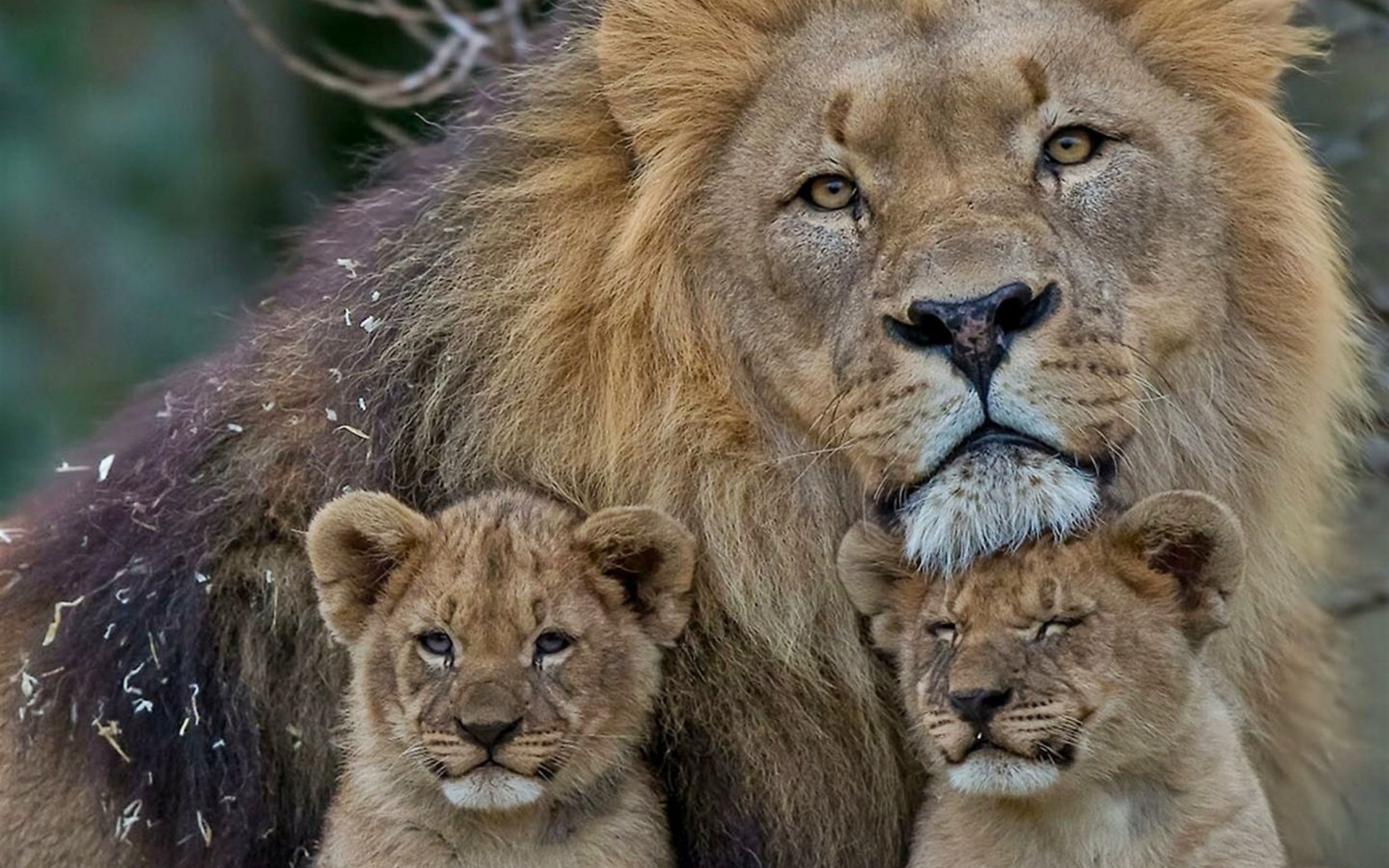 Sfondi Lion Family 1920x1200