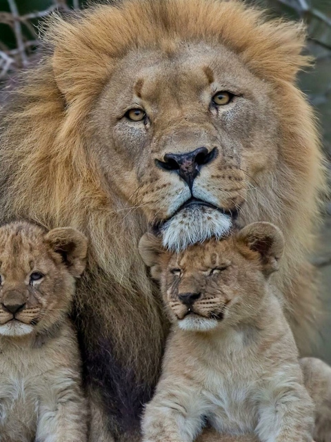 Sfondi Lion Family 480x640