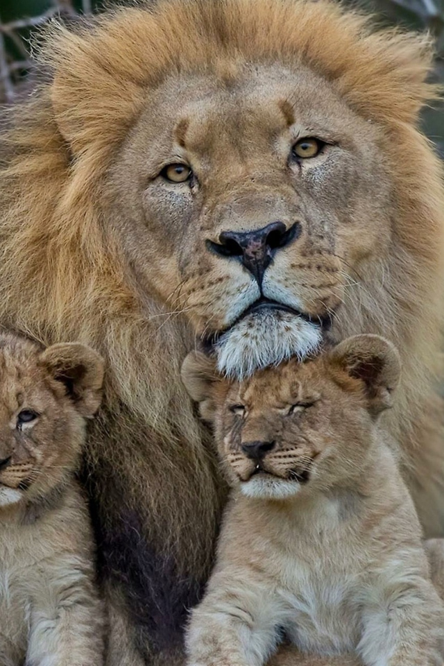 Sfondi Lion Family 640x960