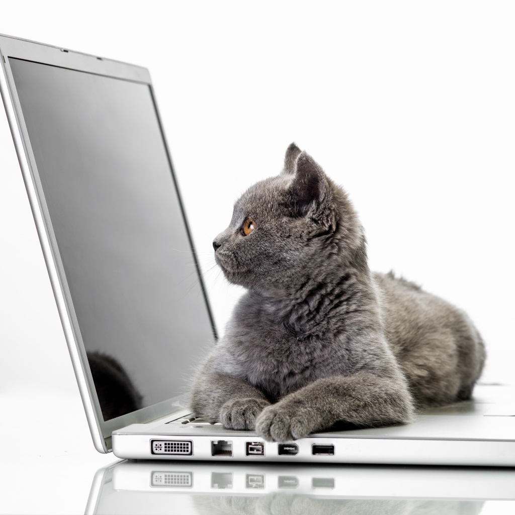 Cat and Laptop wallpaper 1024x1024