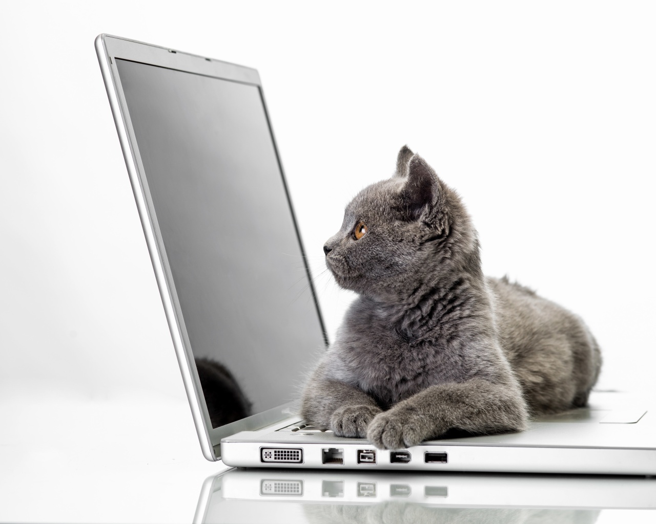 Das Cat and Laptop Wallpaper 1280x1024