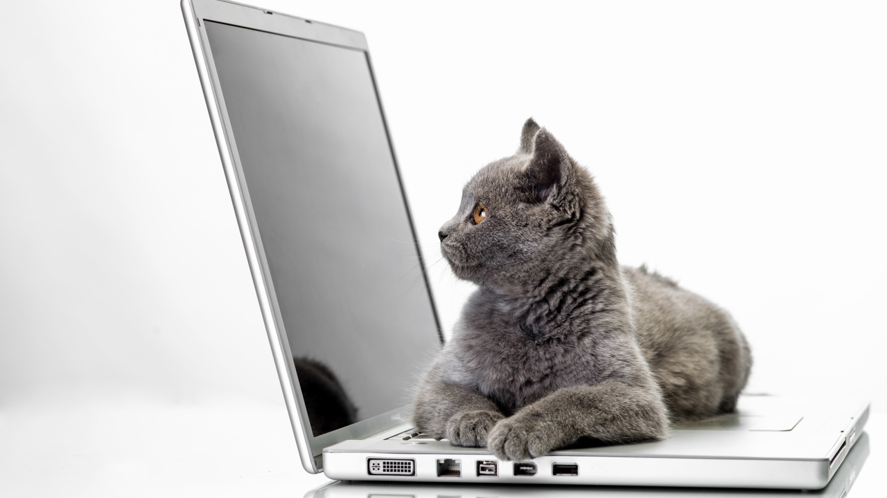 Обои Cat and Laptop 1280x720