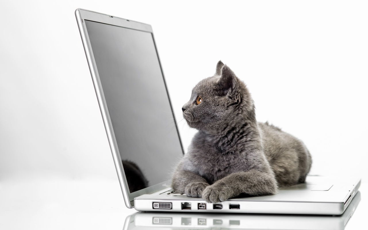 Cat and Laptop wallpaper 1280x800