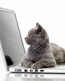 Das Cat and Laptop Wallpaper 128x160