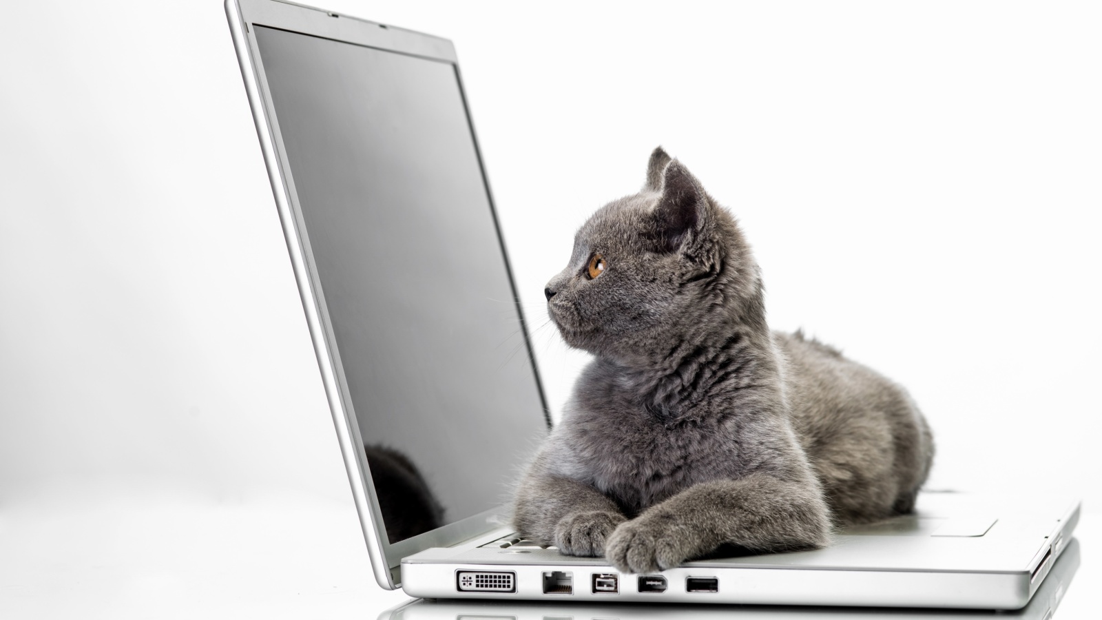 Cat and Laptop wallpaper 1600x900