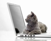 Cat and Laptop wallpaper 176x144